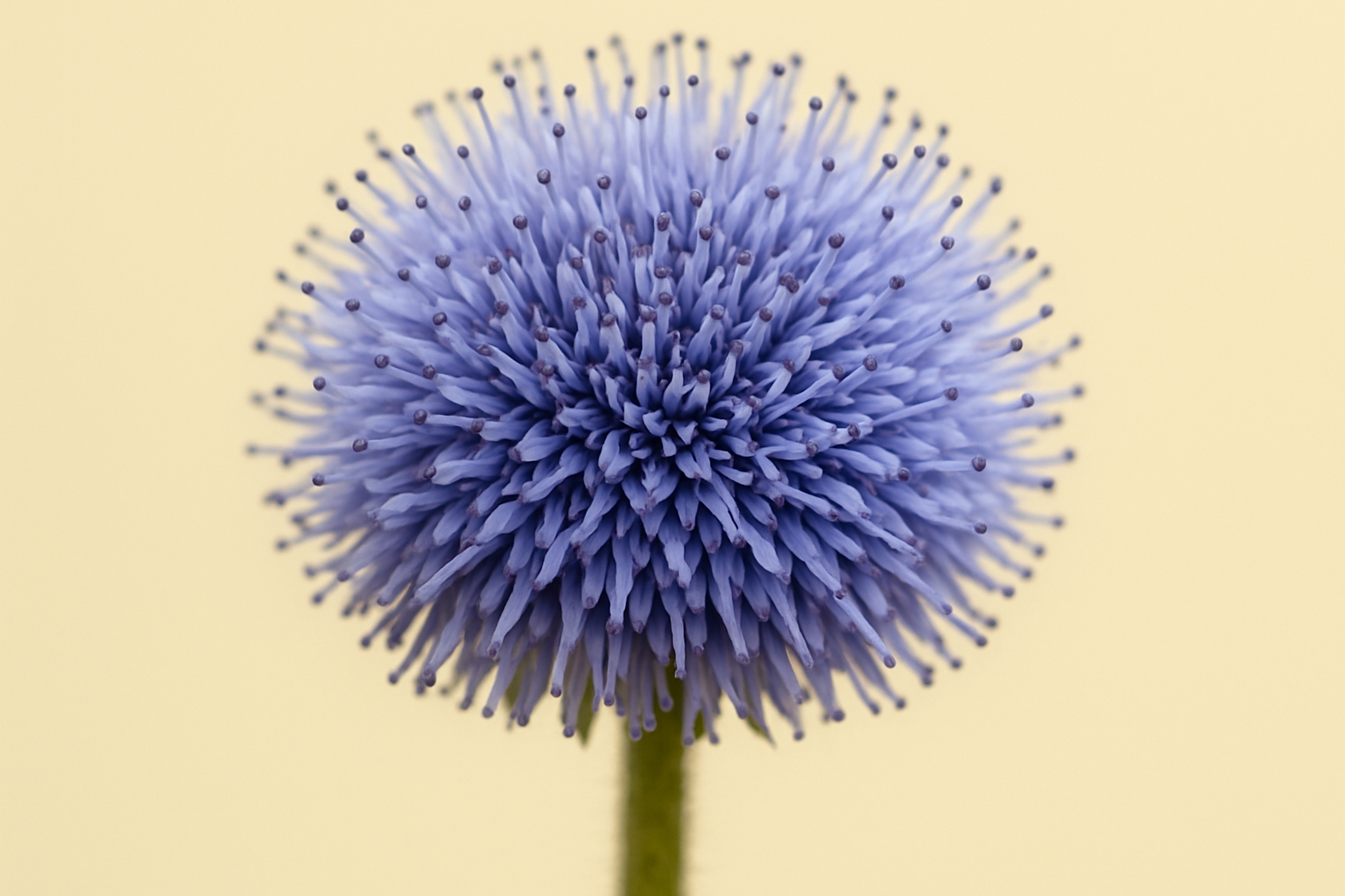 Globularia Cordifolia Callus Culture Extract (Anti-pollution)