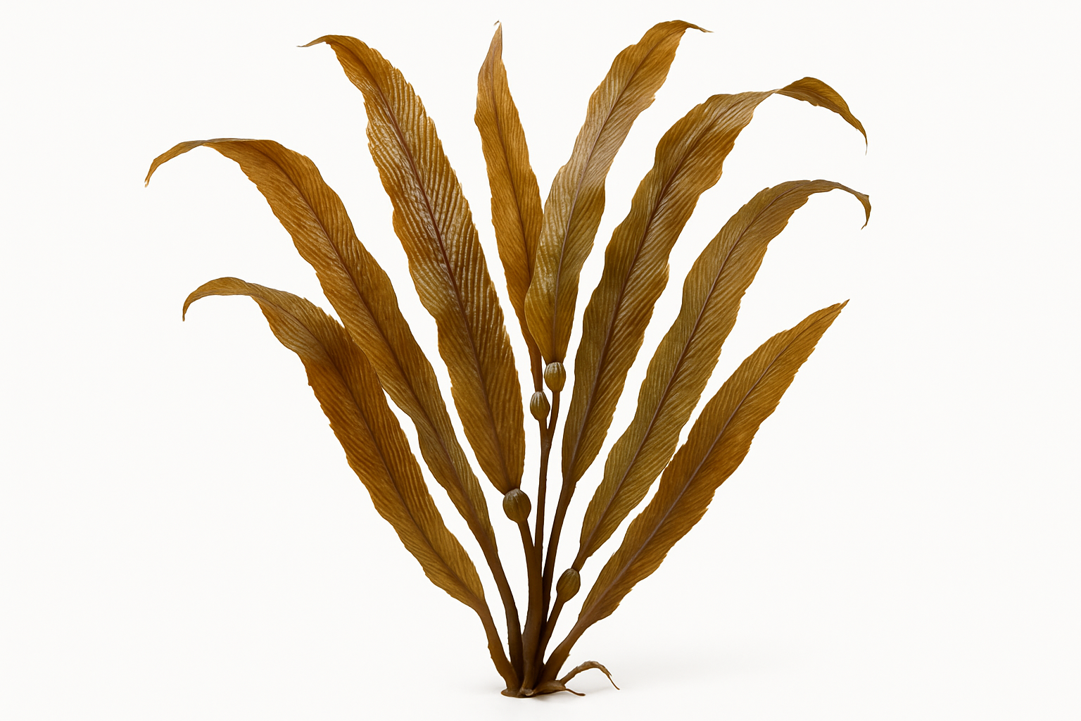 Sea Kelp