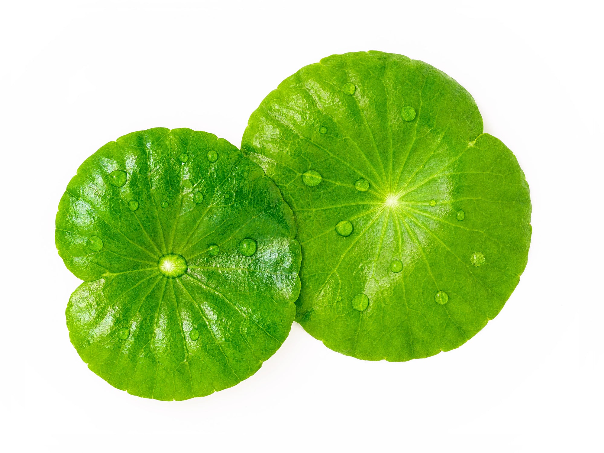Asiatic acid